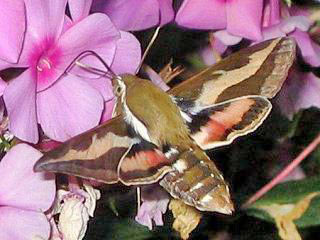 Labkraut-Schwrmer Hyles gallii Bedstraw Hawk-moth