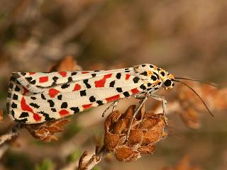 Punktbr  Utetheisa pulchella   Crimson-speckled Moth