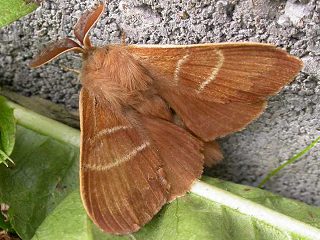 Mnnchen Brombeerspinner Macrothylacia rubi Fox Moth