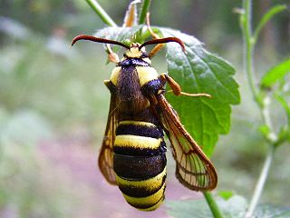 Hornissen-Glasflgler  Sesia apiformis Hornet Moth