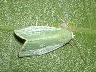 Weiden-Kahneulchen Earias clorana Cream-bordered Green Pea