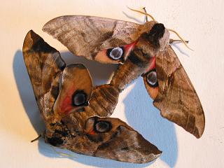 Paarufng Abendpfauenauge Smerinthus ocellata Eyed Hawk-moth