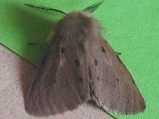 Mnnchen Diaphora mendica Grauer Fleckleibbr Muslin Moth