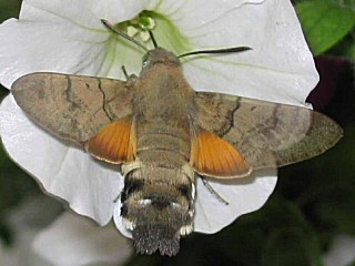 Taubenschwnzchen Kolibri - Schwrmer Macroglossum stellatarum Humming-bird Hawk-moth Wanderfalter