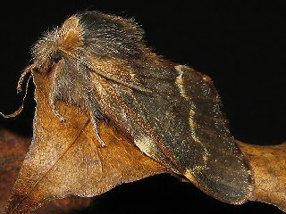 Kleine Pappelglucke   Poecilocampa populi   December Moth