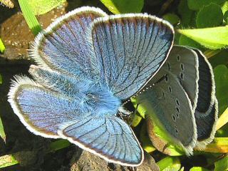 Balz Rotklee-Bluling Polyommatus  ( Cyaniris ) semiargus Mazarine Blue (15465 Byte)