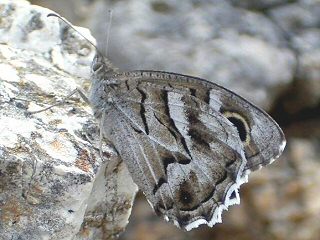 Hipparchia ( Pseudotergumia ) fidia Striped Grayling