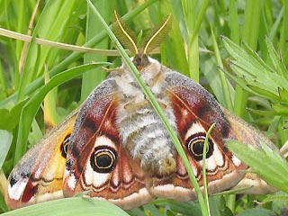 Männchen Unterseite Kleines Nachtpfauenauge Saturnia ( Eudia ) pavonia Emperor Moth