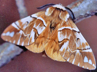 Mnnchen Birkenspinner Endromis versicolora Kentish Glory