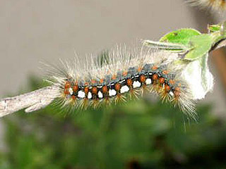 Raupe Leucoma salicis Pappel-Trgspinner White Satin Moth