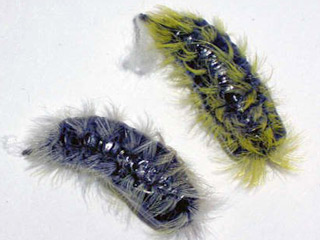 Puppen Leucoma salicis Pappel-Trgspinner White Satin Moth