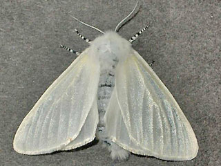 Leucoma salicis Pappel-Trgspinner White Satin Moth
