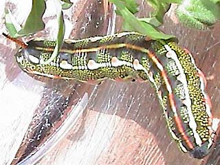 Raupe Linienschwrmer  Hyles livornica  Striped Hawk-moth