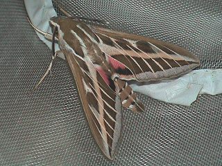 Linienschwrmer  Hyles livornica  Striped Hawk-moth
