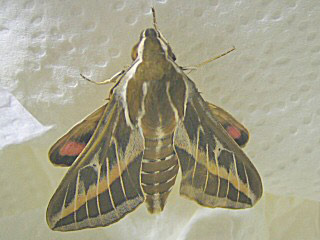 Linienschwrmer  Hyles livornica  Striped Hawk-moth