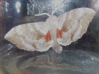 Paarung  Pappelschwrmer  Laothoe populi   Poplar Hawk-moth