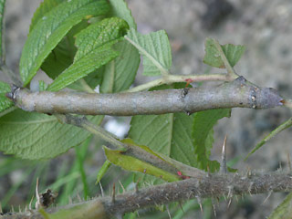Raupe Biston betularia Birkenspanner Peppered Moth