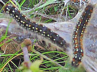 Raupen Alpen-Wollafter Eriogaster arbusculae 