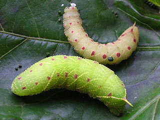 Raupen Pappelschwrmer   Poplar Hawk-moth   Laothoe populi