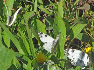 Reseda-Weiling Pontia daplidice Bath White