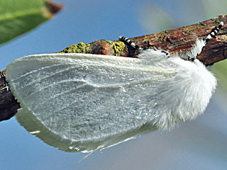 Leucoma salicis Pappel-Trgspinner White Satin Moth