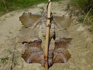  Pappelschwrmer Laothoe populi Poplar Hawk-moth