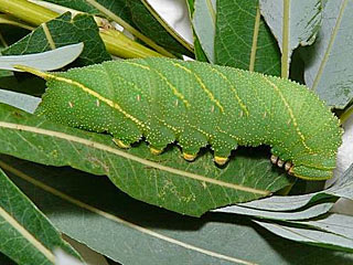 Pappelschwrmer Laothoe populi Poplar Hawk-moth