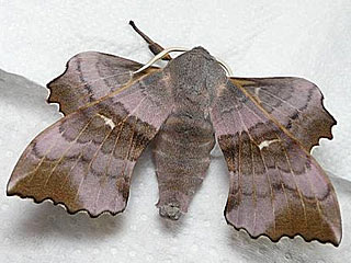  Pappelschwrmer Laothoe populi Poplar Hawk-moth