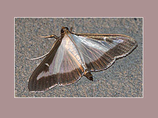 Cydalima perspectalis Buchsbaum-Zünsler   Box Tree Moth
