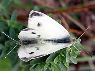 Pieris mannii Karstweißling Southern Small White