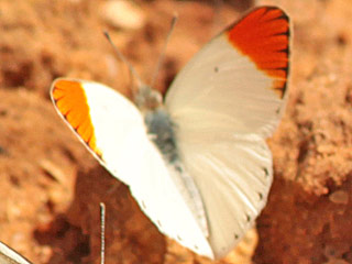 Colotis evagore  Desert Orange Tip