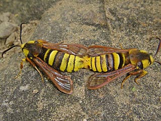 Hornissen-Glasflgler Hornissen-Schwrmer Sesia apiformis& Hornet Moth