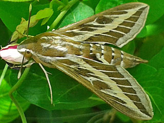 Linienschwrmer Hyles livornica Striped Hawk-moth Wanderfalter migration