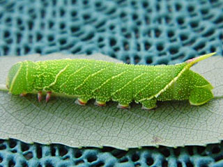 Raupe Pappelschwrmer Laothoe populi Poplar Hawk-moth