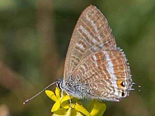  Großer Wander-Bläuling Lampides boeticus Long-tailed Blue