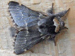 Raupe Kleine Pappelglucke   Poecilocampa populi   December Moth