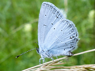 Sdlicher Kurzgeschwnzter Bluling Cupido alcetas Provencal Short-tailed Blue