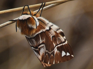Weibchen Birkenspinner Endromis versicolora Kentish Glory