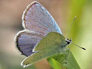 Mnnchen Sdlicher Kurzgeschwnzter Bluling Cupido alcetas Provencal Short-tailed Blue