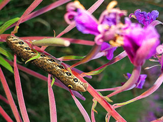 Raupe Nachtkerzenschwärmer Proserpinus proserpina Willowherb Hawk-moth