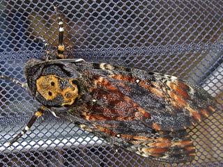 Totenkopfschwrmer Acherontia atropos Deathhead Hawk-moth