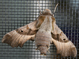 Nachtkerzenschwärmer Proserpinus proserpina Willowherb Hawk-moth