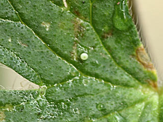 Kleiner Sonnenrschen-Bluling Ei   Polyommatus agestis