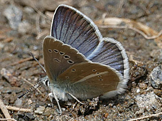 Weißdolch-Bläuling   Polyommats ( Agrodiaetus ) damon   Damon Blue