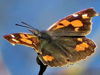Zrgelbaum-Schnauzenfalter Libythea celtis Nettle-Tree Butterfly