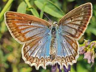 Weibchen Zahnflügel-Bläuling weiblich Meleageria daphnis Meleager's Blue