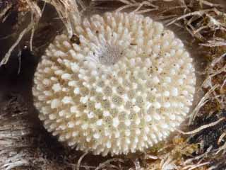 Ei Ulmen-Zipfelfalter Satyrium (Strymonidia) w-album White-letter Hairstreak (22054 Byte)