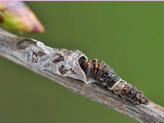 Groer Eisvogel Limenitis populi Poplar Admiral