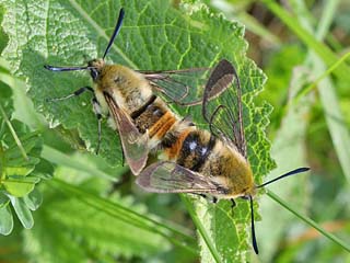 Skabiosenschwrmer   Hemaris tityus   Narrow-bordered Bee Hawk-moth  Skabiosen-Schwrmer