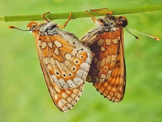 Euphydryas aurinia